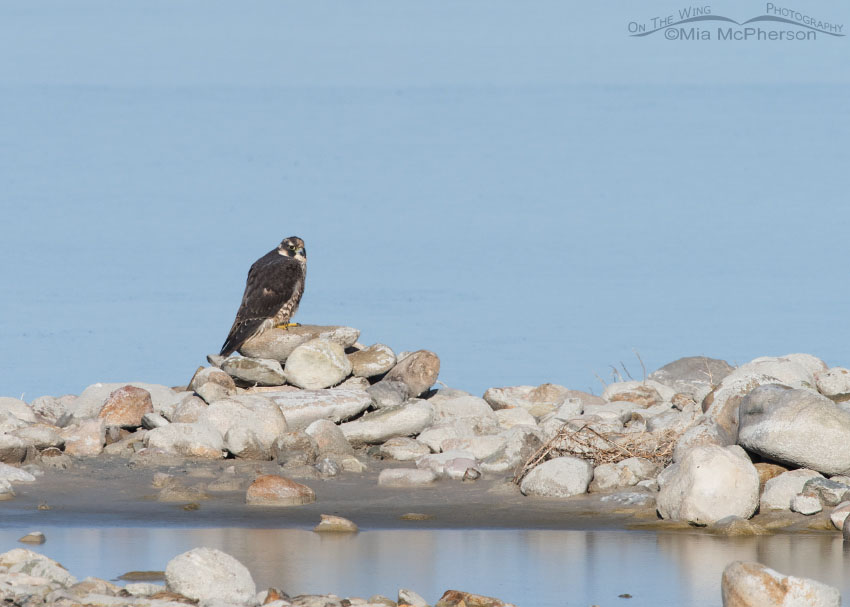 Sub-adult Peregrine Falcon, Tundra subspecies, Antelope Island State Park, Davis County, Utah