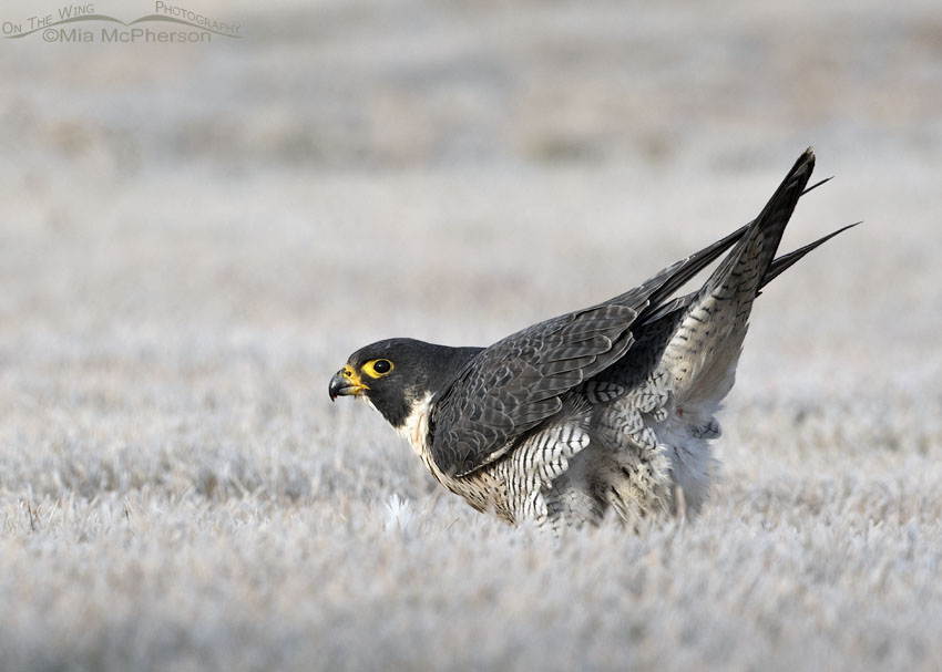 Peregrine Falcon post poop pose, Salt Lake County, Utah