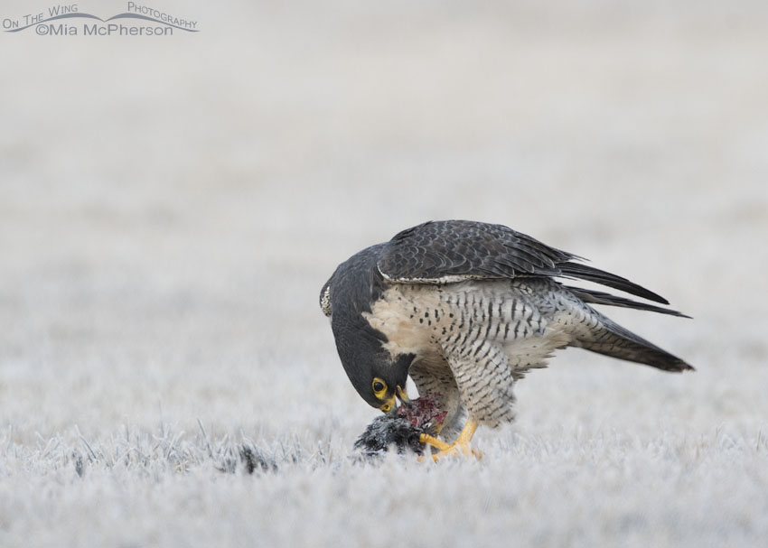 Peregrine Falcon tearing into a frozen American Coot, Salt Lake County, Utah