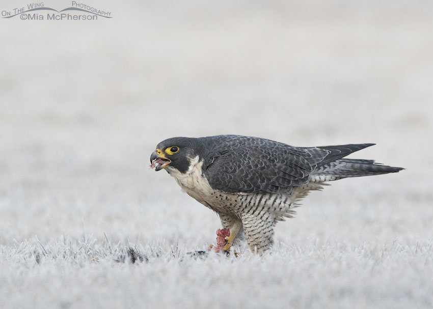 Peregrine Falcon consuming prey, Salt Lake County, Utah