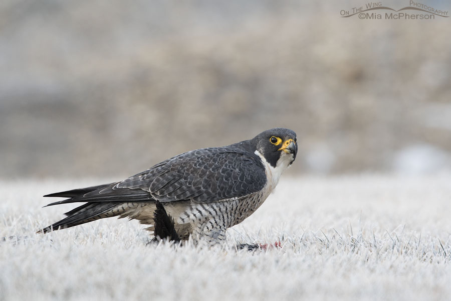 Peregrine Falcon giving me the stink eye, Salt Lake County, Utah