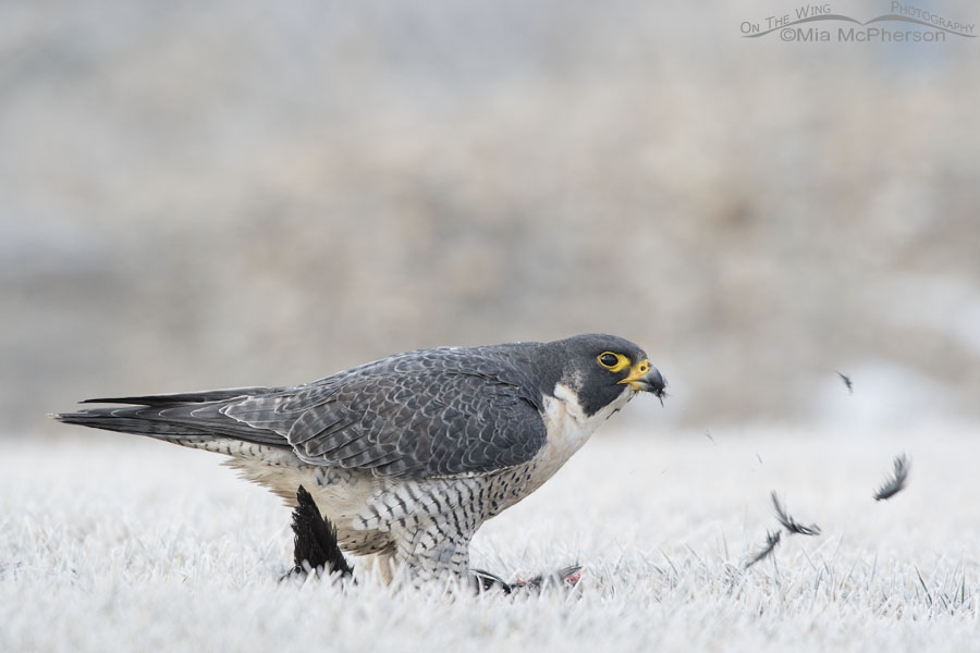 Peregrine Falcon with coot feathers flying, Salt Lake County, Utah