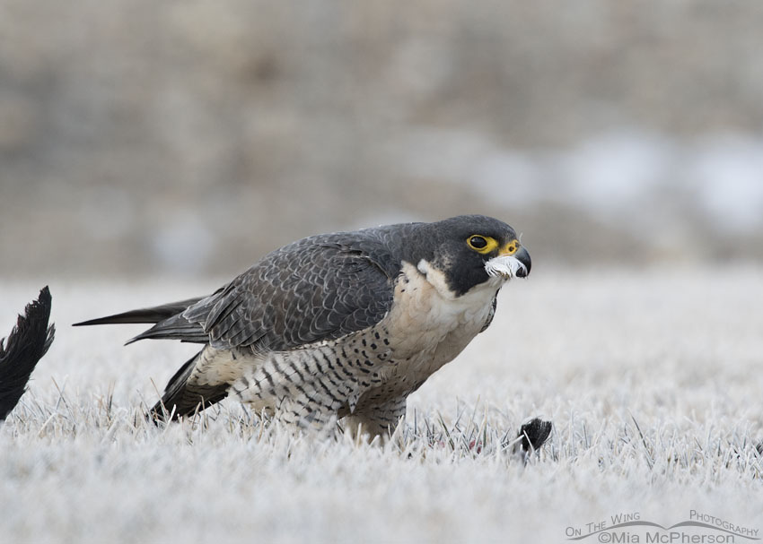 Peregrine Falcon with a coot under tail covert in its bill, Salt Lake County, Utah