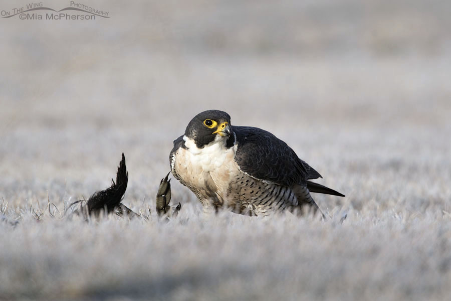 Peregrine Falcon and an American Coot, Salt Lake County, Utah