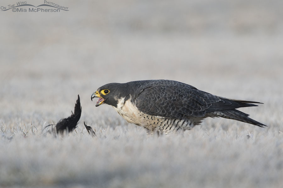 Peregrine Falcon on prey, Salt Lake County, Utah