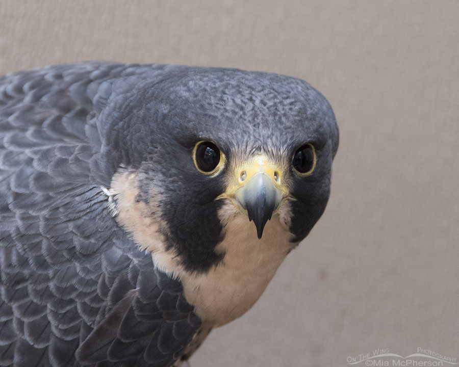 Goose the Peregrine Falcon (C) - A HawkWatch International education bird, Salt Lake City, Utah