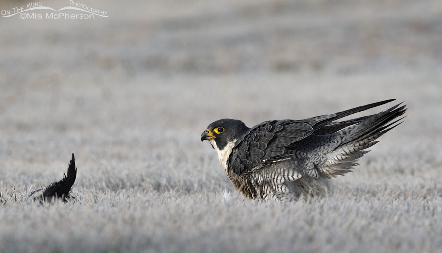 Female Peregrine Falcon at eye level with her prey, Salt Lake County, Utah