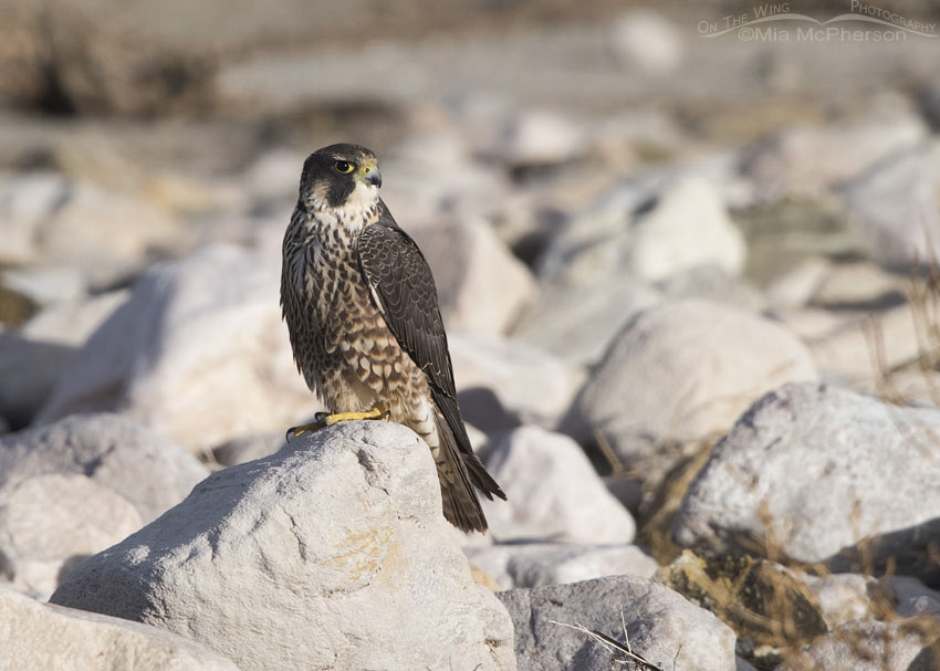 Peregrine Falcon perched on Tintic Quartzite boulder, Antelope Island State Park, Davis County, Utah