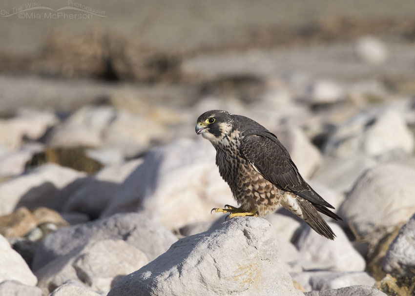 Immature Peregrine Falcon with an open bill, Antelope Island State Park, Davis County, Utah