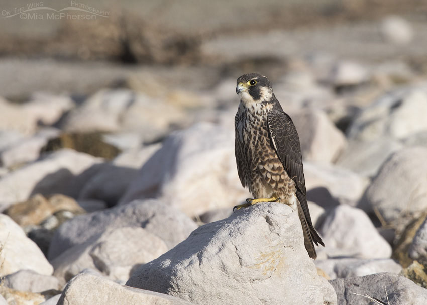 Hatch year Peregrine Falcon on the rocks, Antelope Island State Park, Davis County, Utah