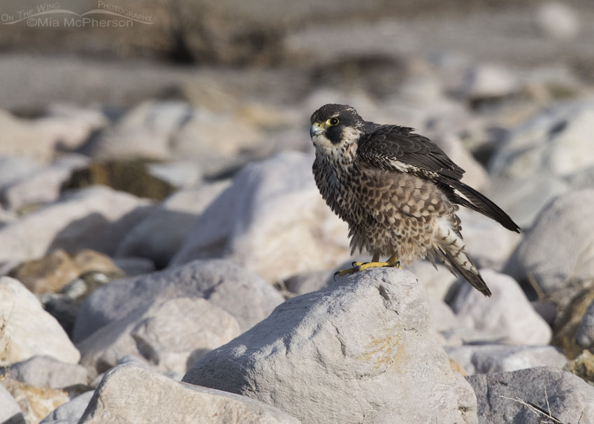 Immature Peregrine Falcon rousing, Antelope Island State Park, Davis County, Utah