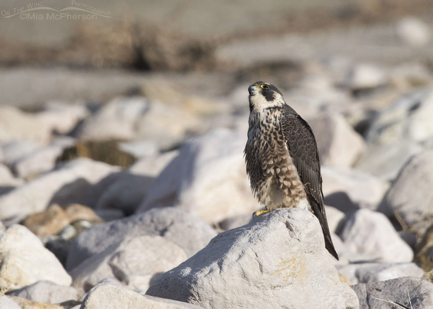 Young Peregrine Falcon watching Avocets in flight, Antelope Island State Park, Davis County, Utah