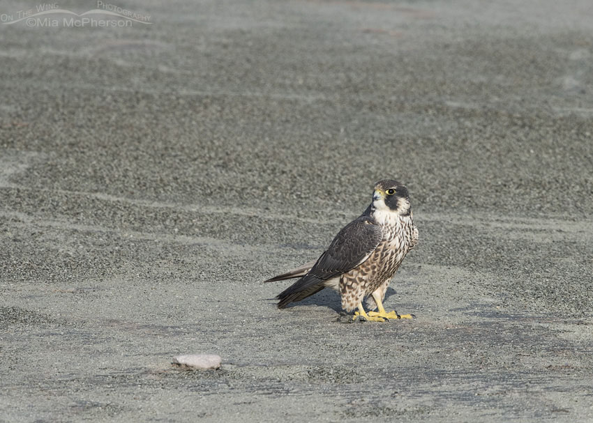 Immature Peregrine Falcon on the playa of the Great Salt Lake, Antelope Island State Park, Davis County, Utah