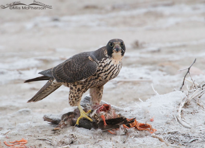 Immature Peregrine Falcon (Falco peregrinus) on prey, Antelope Island State Park, Davis County, Utah