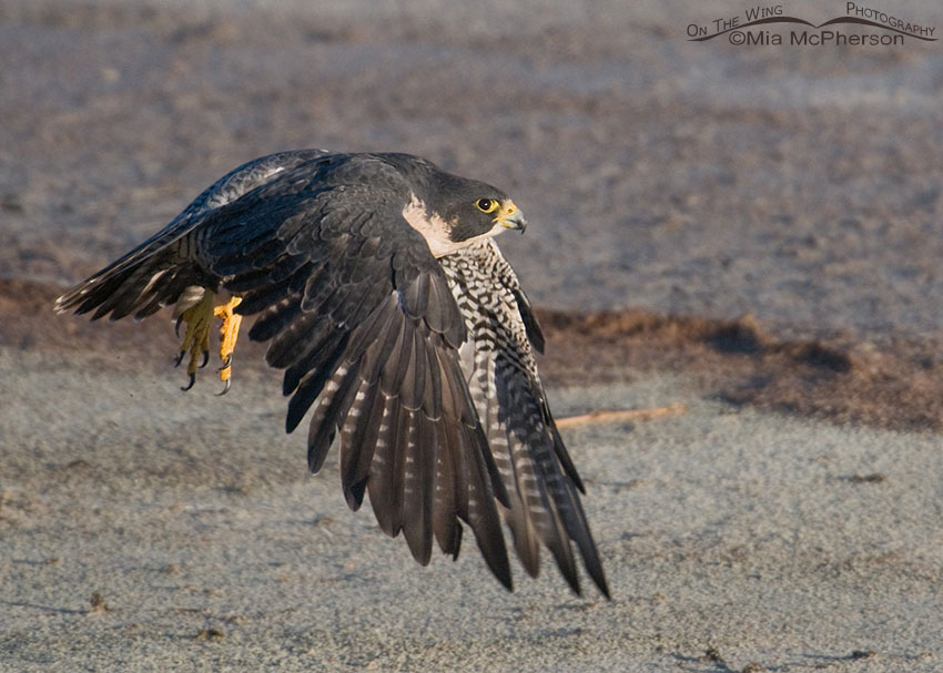 Escaped Falconry Bird - Peregrine Falcon - sighted October 14, 2012 near the Great Salt Lake from the Antelope Island causeway.