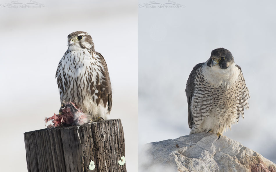 Prairie and Peregrine Falcon Comparison, Prairie - Box Elder County, Utah, Peregrine - Davis County, Utah