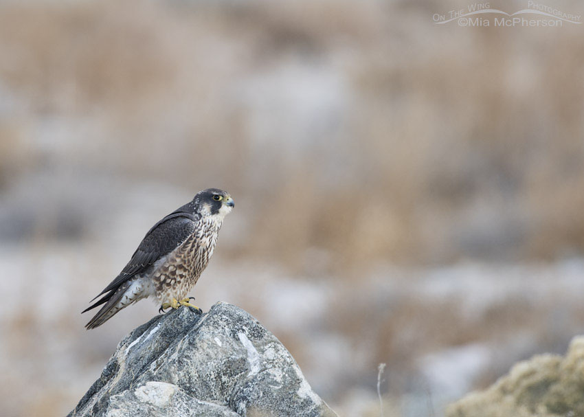 Immature Peregrine Falcon near the shore of the Great Salt Lake, Antelope Island State Park, Davis County, Utah