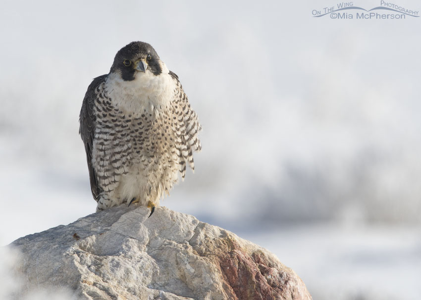 Peregrine Falcon on a cold winter morning, Antelope Island State Park, Davis County, Utah