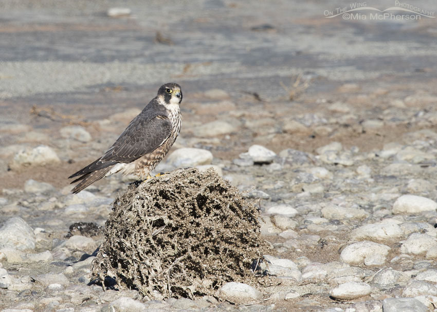 Tumbleweed and Peregrine Falcon, Antelope Island State Park, Davis County, Utah