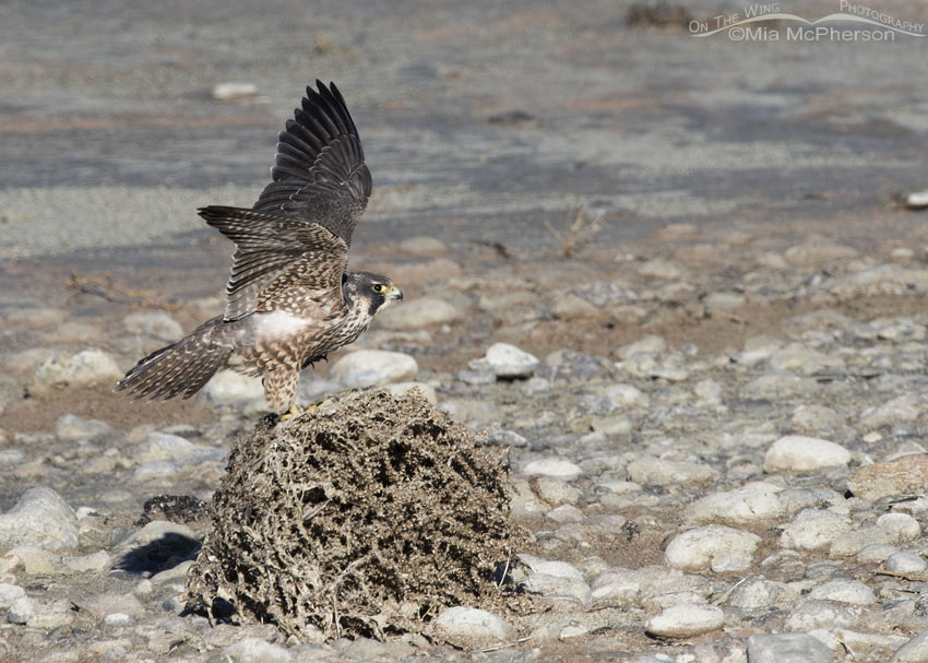 Peregrine Falcon fluttering its wings on a tumbleweed, Antelope Island State Park, Davis County, Utah