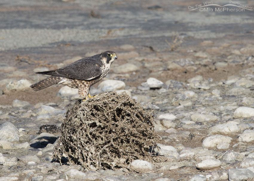 Peregrine Falcon giving me the eye along the causeway to Antelope Island State Park, Davis County, Utah