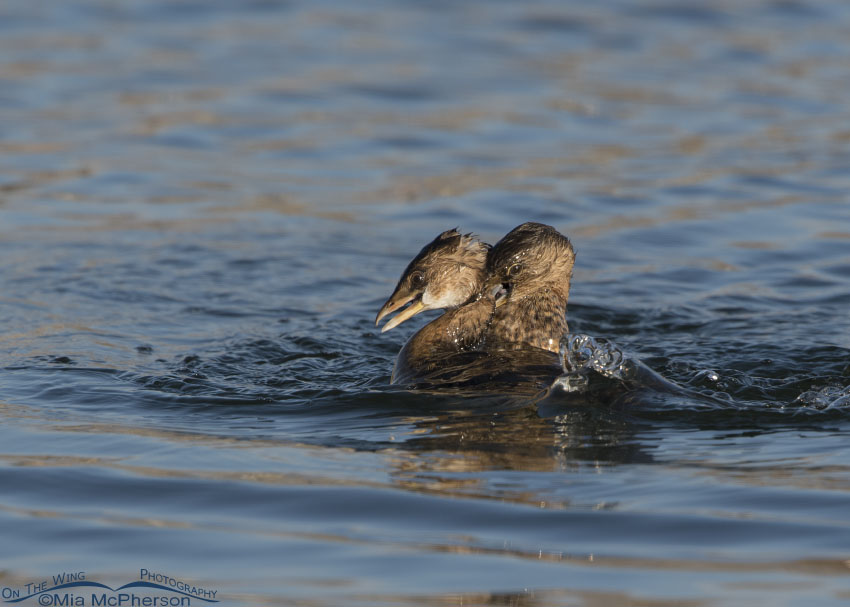 Two Pied-billed Grebes fighting, Salt Lake County, Utah