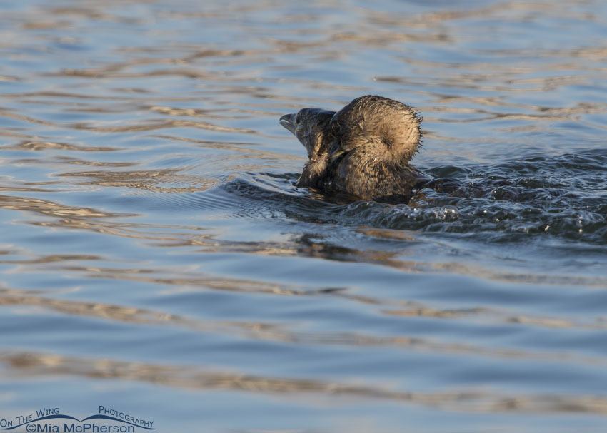 Pied-billed Grebes in a territorial dispute, Salt Lake County, Utah