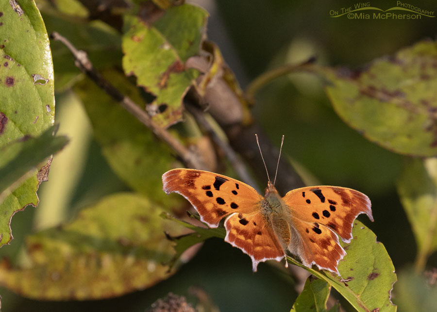 Adult Question Mark butterfly, Sequoyah National Wildlife Refuge, Oklahoma