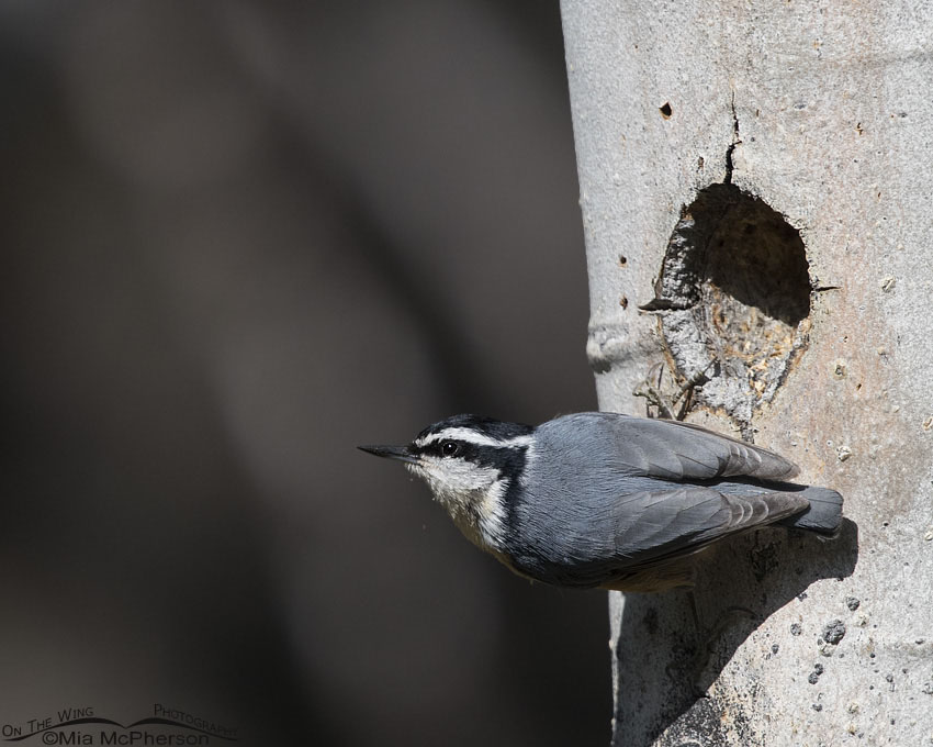 Red-breasted Nuthatch clinging to an aspen in the Targhee National Forest of Clark County, Idaho