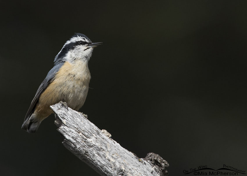 Calling Red-breasted Nuthatch male, Targhee National Forest, Clark County, Idaho