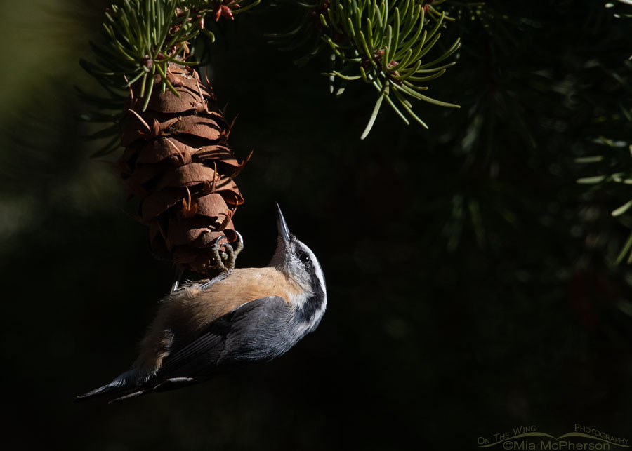 Male Red-breasted Nuthatch in a Douglas Fir, West Desert, Tooele County, Utah