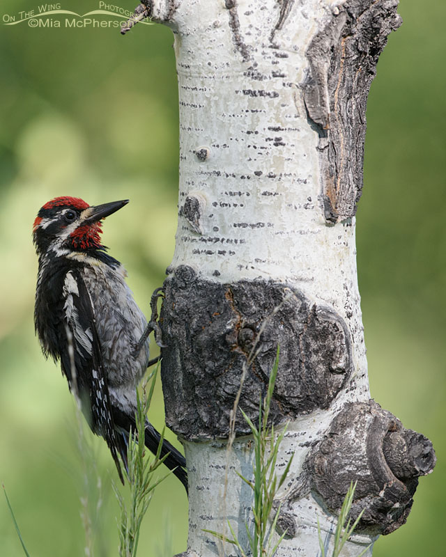 Red-naped Sapsucker male clinging to an aspen, Uinta Mountains, Uinta National Forest, Summit County, Utah