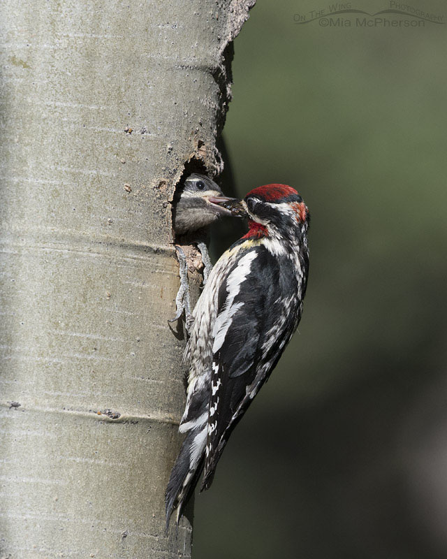 Adult Red-naped Sapsucker feeding its chick, Targhee National Forest, Clark County, Idaho