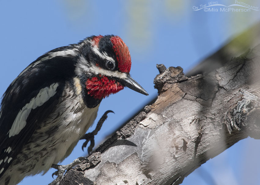 Red-naped Red-naped Sapsucker male close up, Uinta National Forest, Summit County, Utah, Uinta National Forest, Summit County, Utah