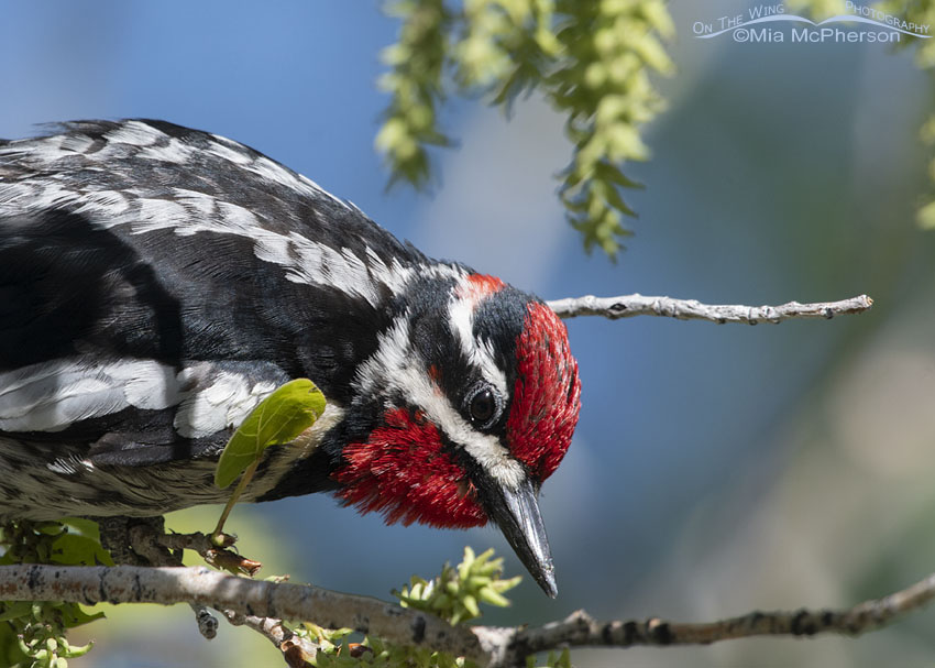 Male Red-naped Sapsucker extreme close up, Uinta Mountains, Uinta National Forest, Summit County, Utah