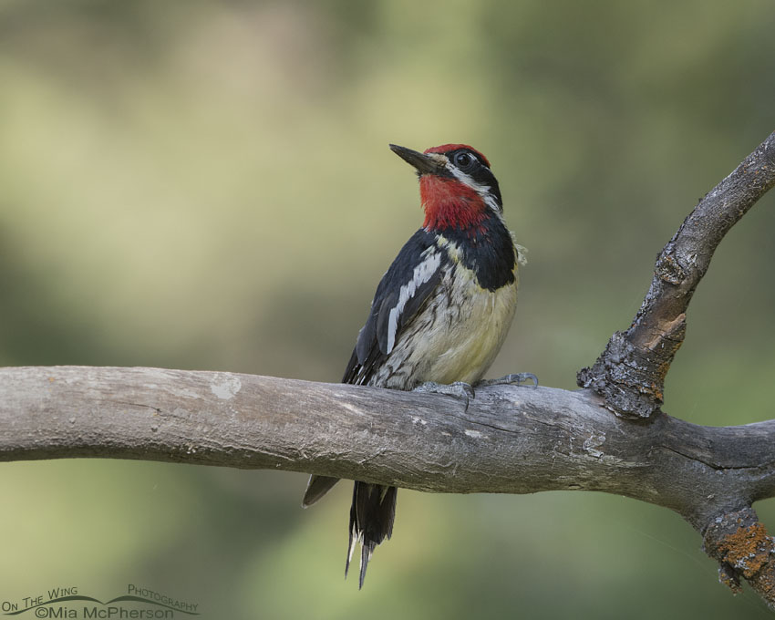 Perched male Red-naped Sapsucker in Idaho, Targhee National Forest, Clark County, Idaho