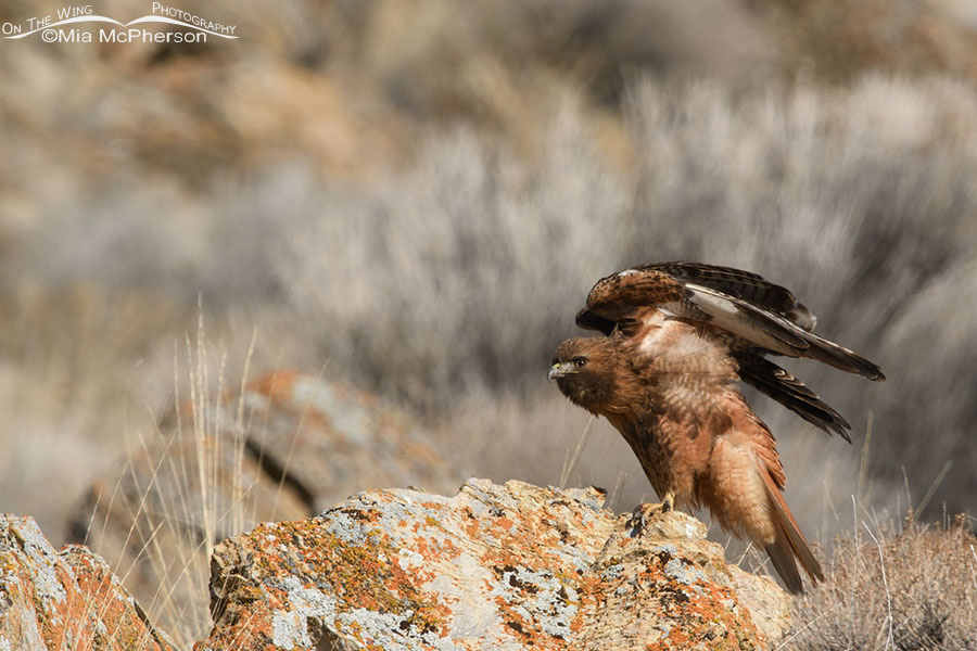 Female rufous Red-tailed Hawk stretching, Box Elder County, Utah