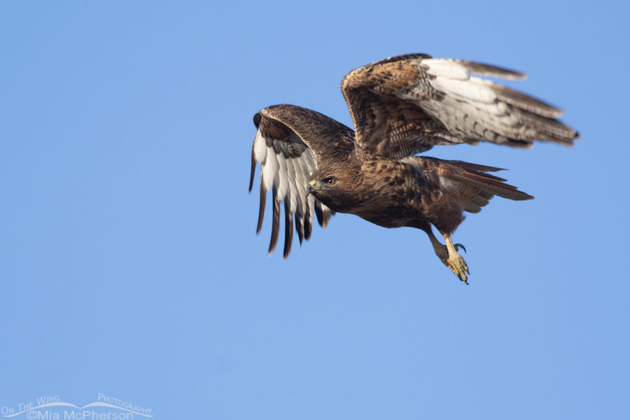 Red-tailed Hawk gaining altitude after lift off, Box Elder County, Utah