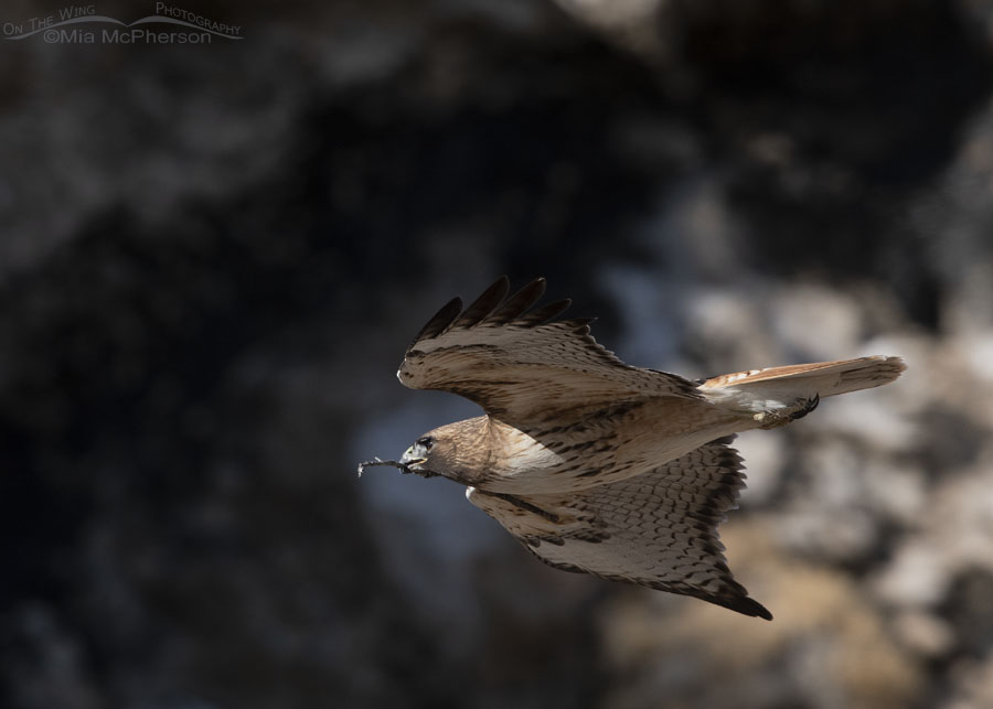 Male Red-tailed Hawk carrying nesting material in his bill, Box Elder County, Utah