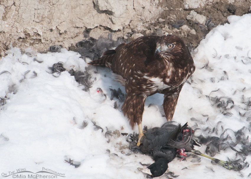 Juvenile dark morph Harlan’s Hawk, Farmington Bay WMA, Davis County, Utah