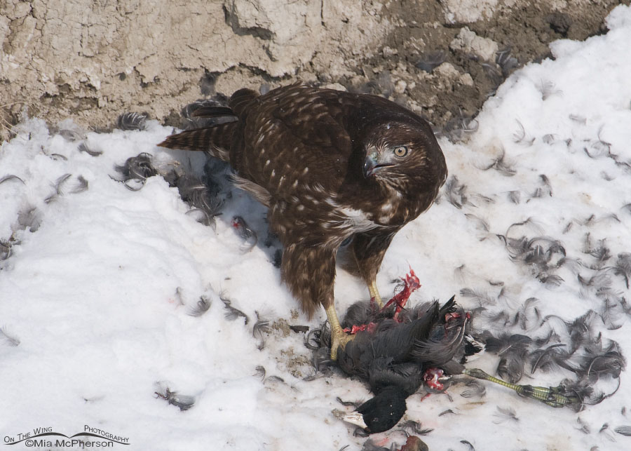 Harlan’s Red-tailed Hawk juvenile with an American Coot in the snow at Farmington Bay WMA, Davis County, Utah