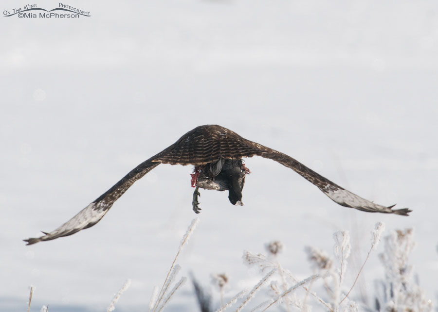 Juvenile Harlan's flying away with an American Coot, Farmington Bay WMA, Davis County, Utah