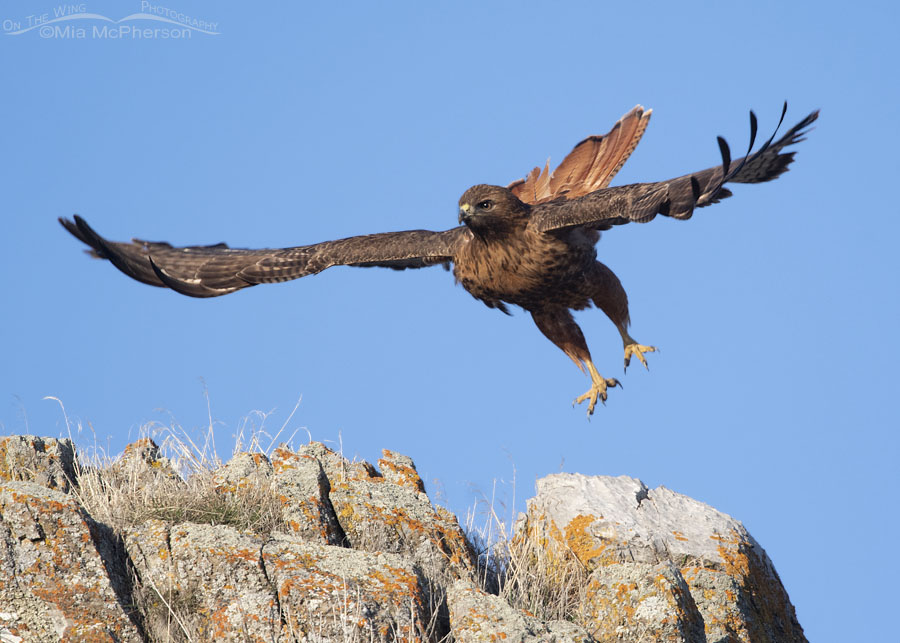 Red-tailed Hawk lifting off from lichen covered rocks, Box Elder County, Utah