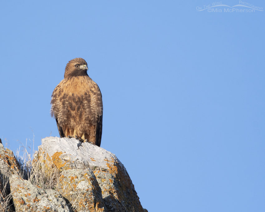 Red-tailed Hawk surveying its world, Box Elder County, Utah