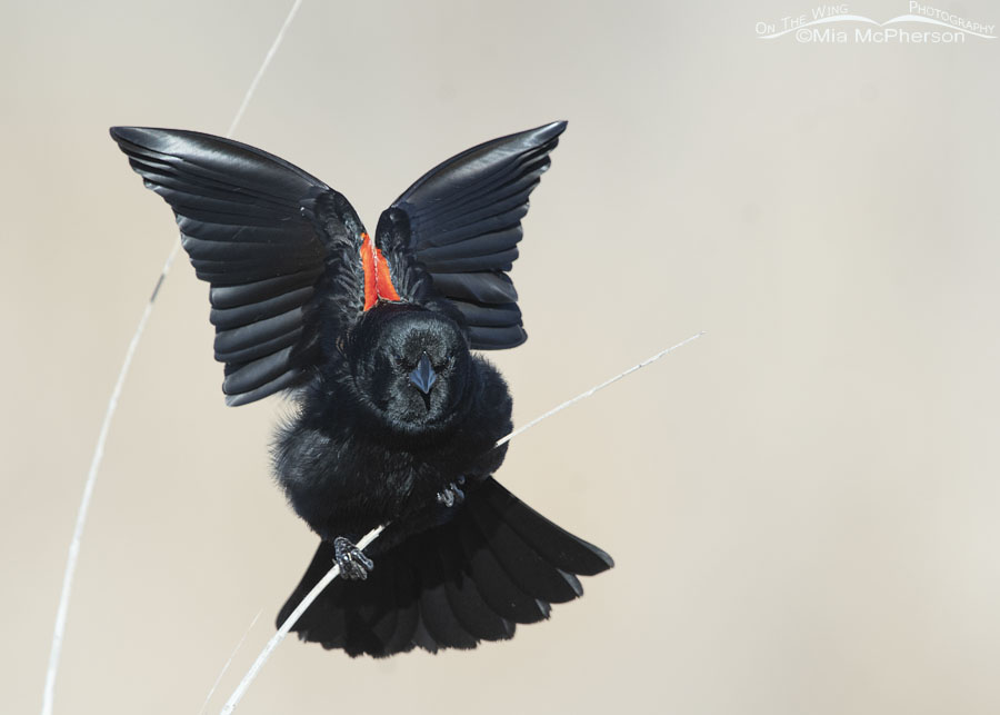 Male Red-winged Blackbird displaying on the marsh, Farmington Bay WMA, Davis County, Utah