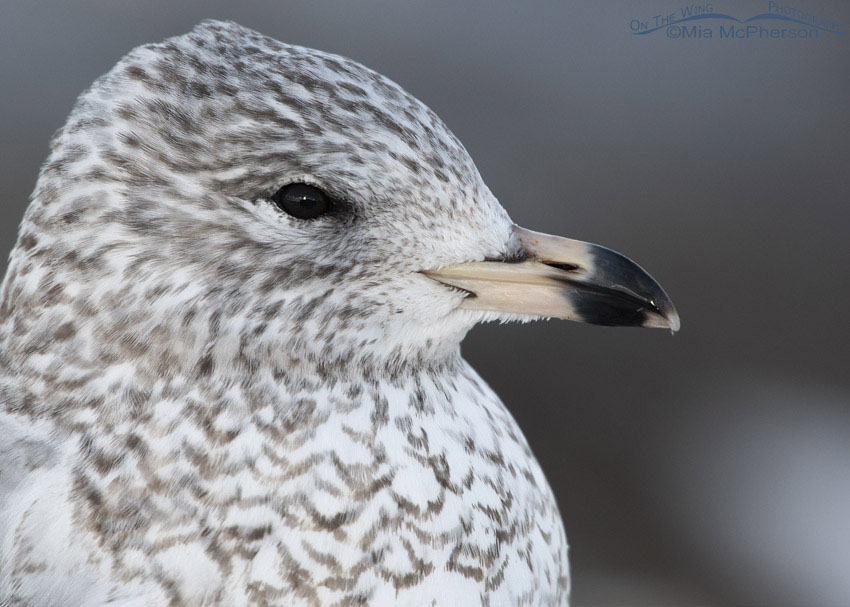 First winter Ring-billed Gull close up, Salt Lake County, Utah