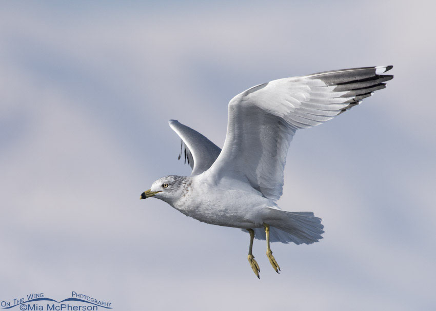 Winter Ring-billed Gull at Bear River MBR, Box Elder County, Utah