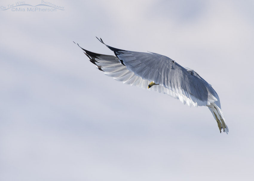 Hovering Ring-billed Gull in winter, Bear River National Wildlife Refuge, Box Elder County, Utah