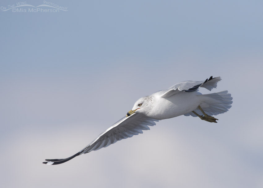 Ring-billed Gull in flight over open water, Bear River National Wildlife Refuge, Box Elder County, Utah