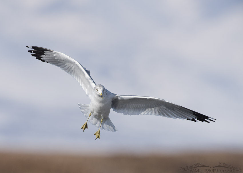 Ring-billed Gull in landing pose, Bear River National Wildlife Refuge, Box Elder County, Utah